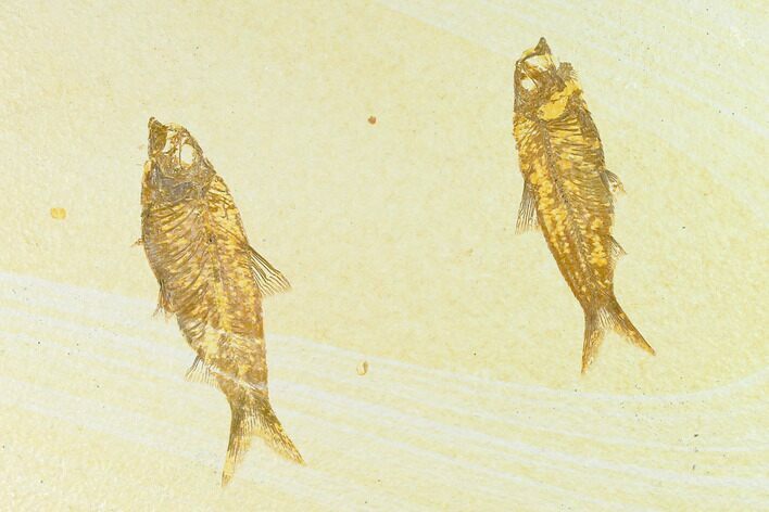 Two Fossil Fish (Knightia) - Wyoming #144202
